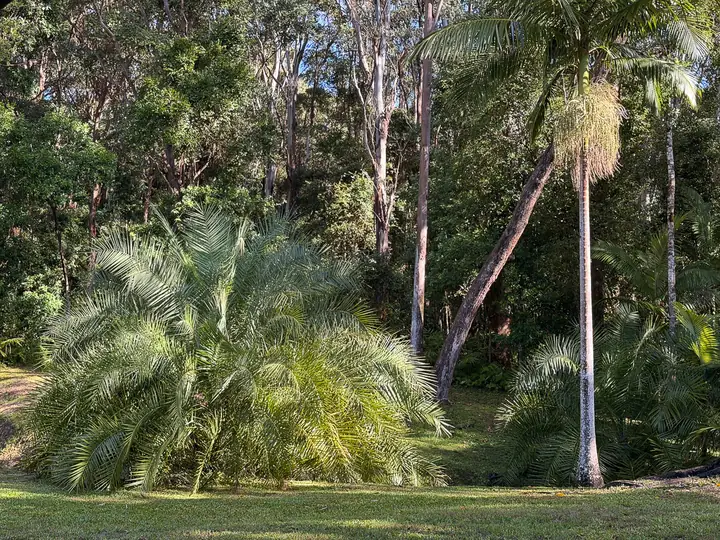 Lush feathery palm fronds beside a tall leaning double-trunked palm at a garden edge