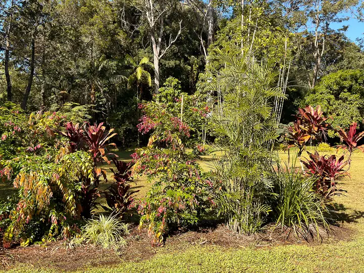 Colourful cordyline and bamboo planting along a neatly maintained lawn edge