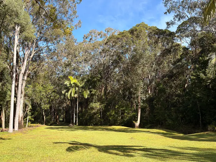Open grass clearing bordered by tall gum trees and a young palm on a sunny acreage property