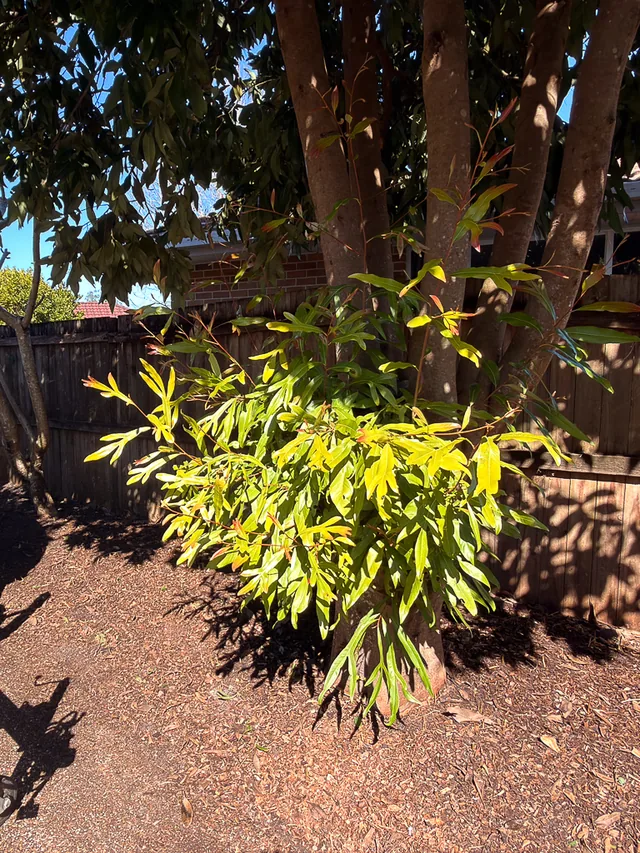 The same side path cleared and mulched, a tidy shrub left under the tree and the concrete swept